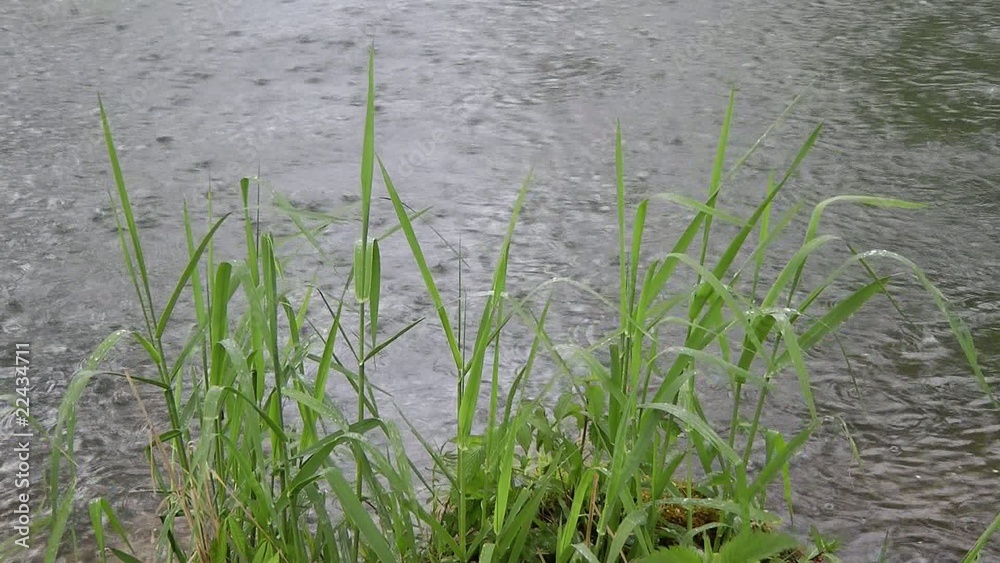 Regenwetter mit Schilf - Video - Rainy Day Regenwetter mit Schilf - Video - Rainy Day