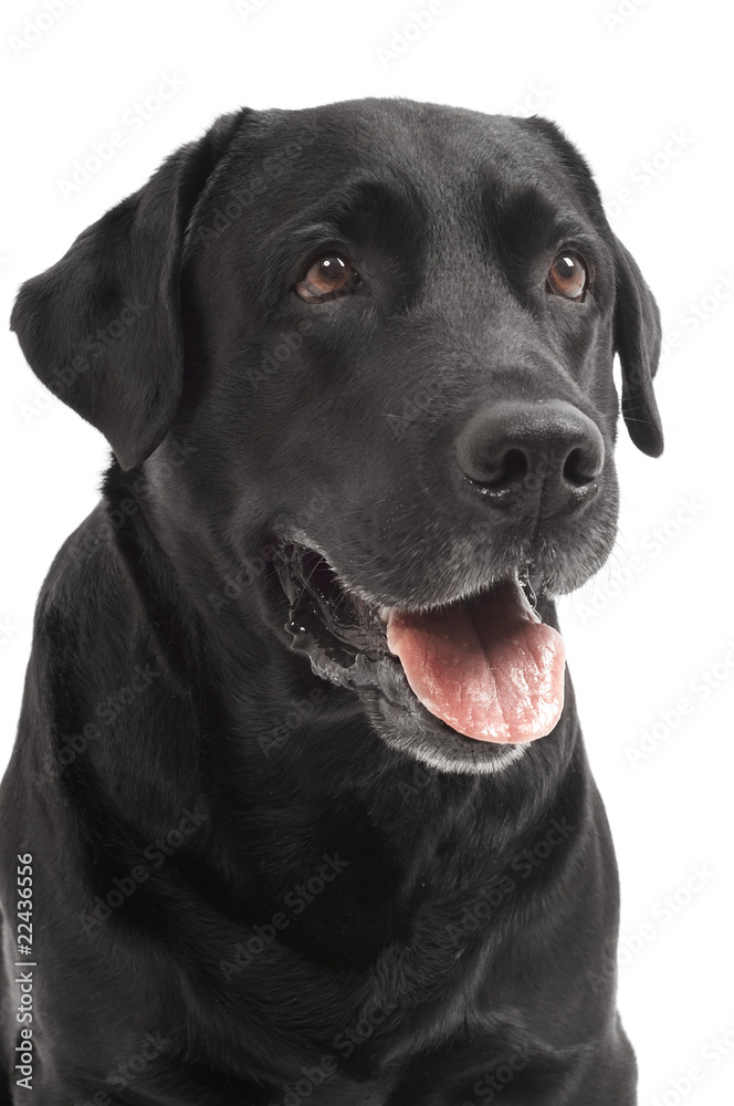 close-up Black Retriever Labrador Dog isolated close-up Black Retriever Labrador Dog isolated