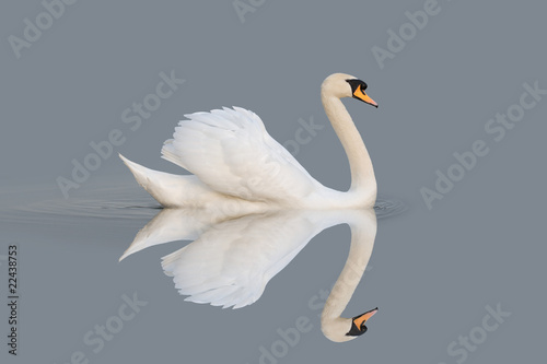Swan reflections