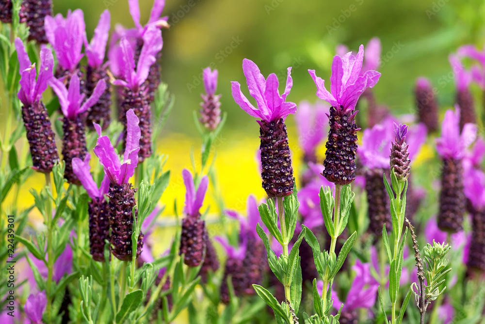 Fototapeta premium Wild lavender in alentejo, Portugal.