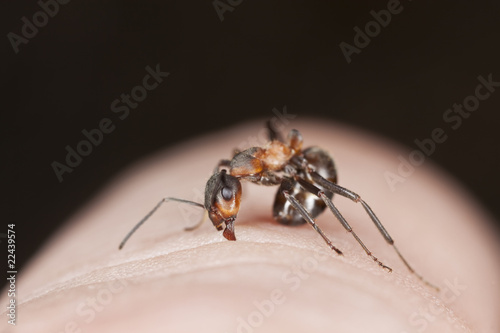 Angry ant biting finger. Extreme close-up.