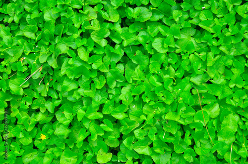 Greeen leaves