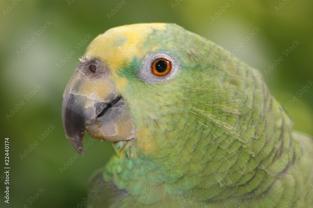 Obraz premium green parrot