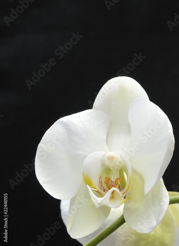 Orchidaceae II