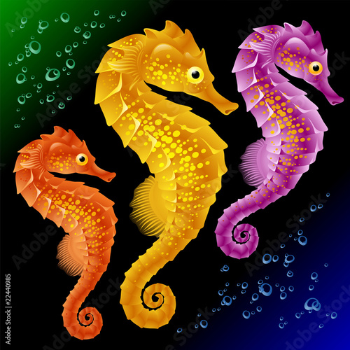 Vector Seahorse