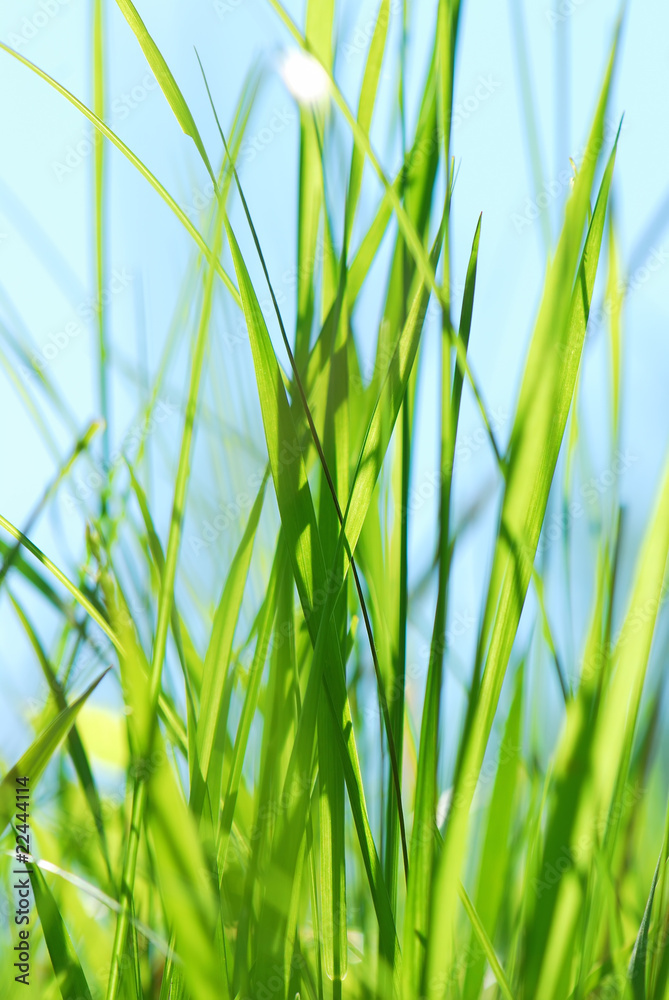 Closeup grass against the sky Closeup grass against the sky