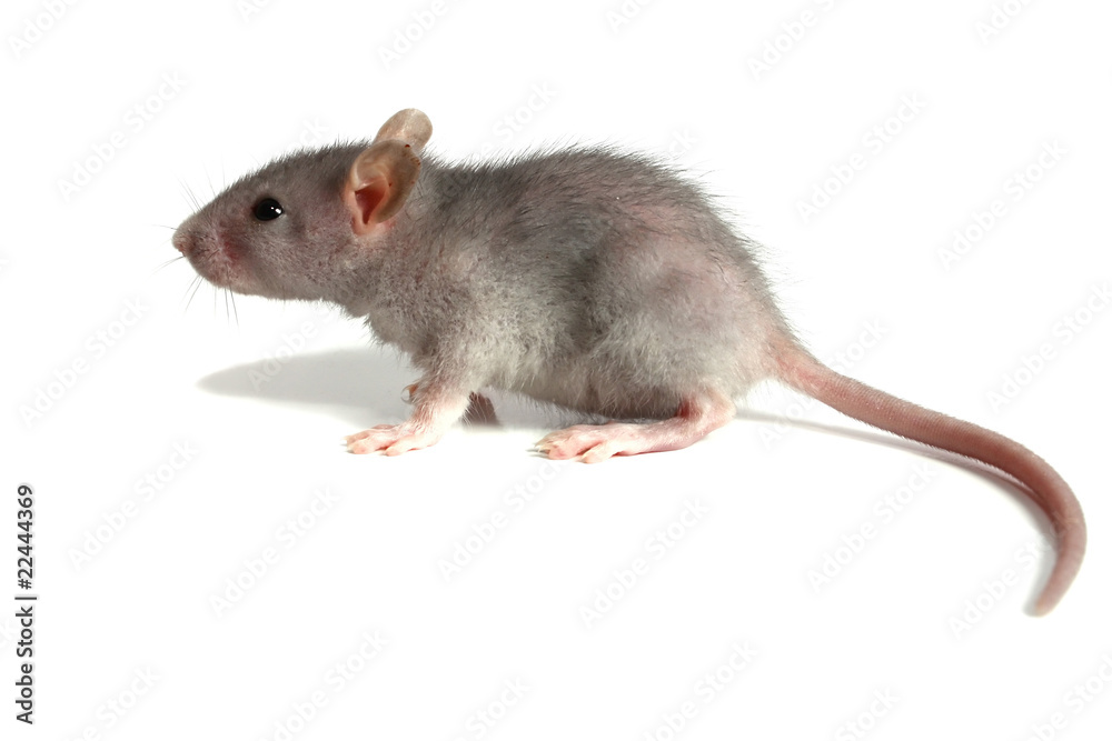 mouse mouse