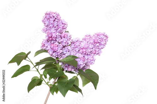 Photos Syringa vulgaris
