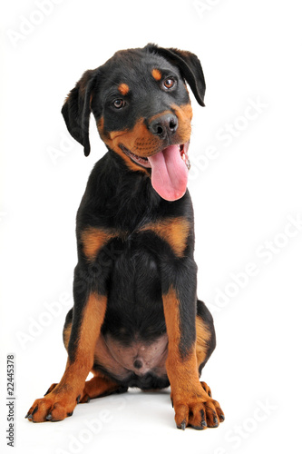 chiot rottweiler photo