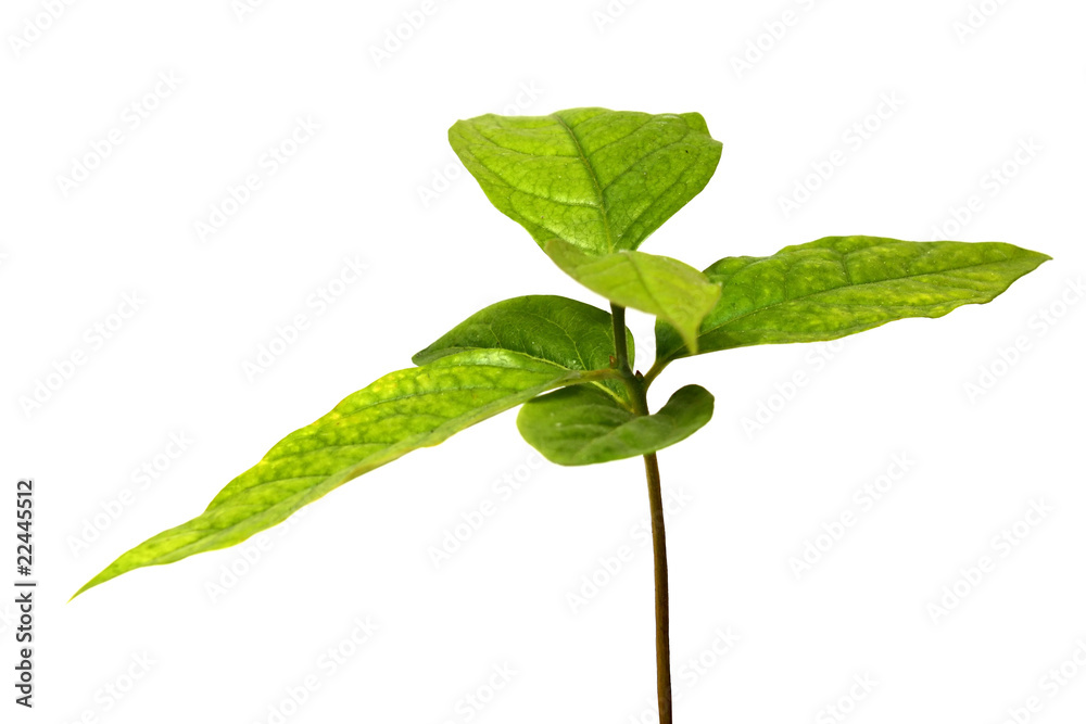 green plant green plant