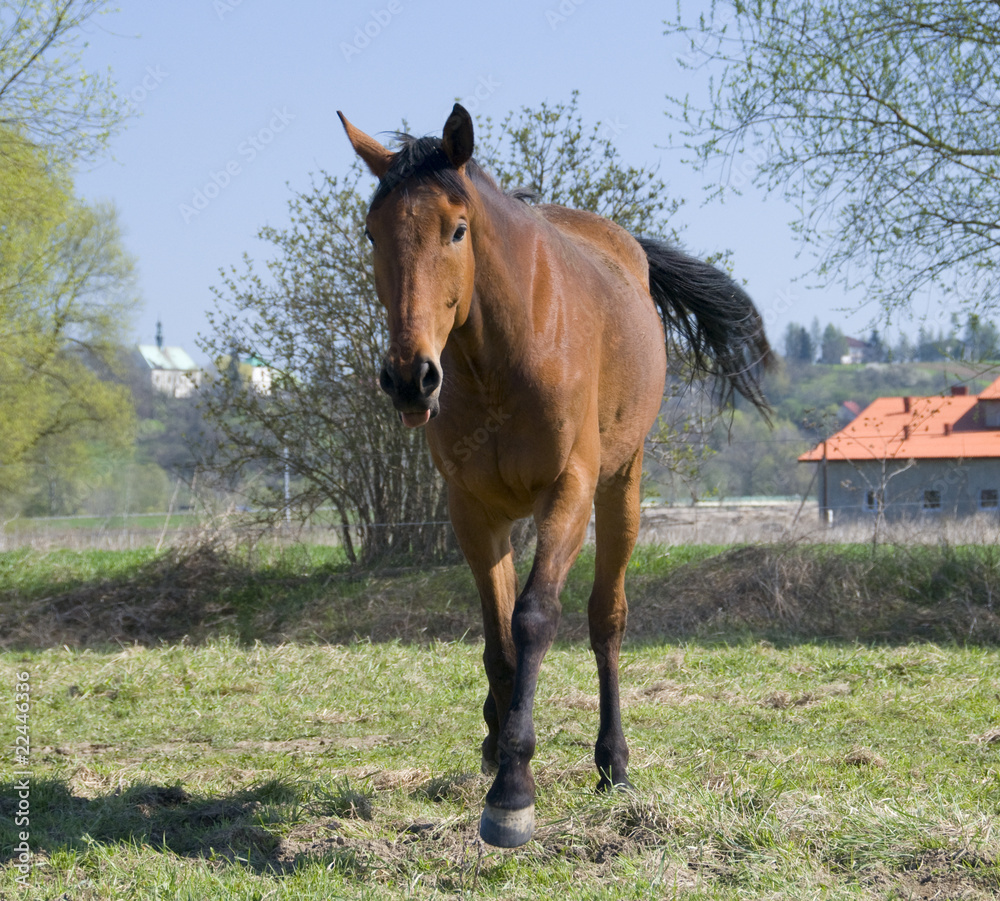 english horse race english horse race
