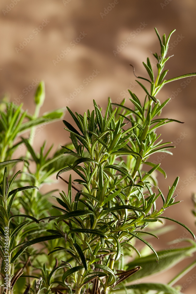 Fototapeta premium Rosemary