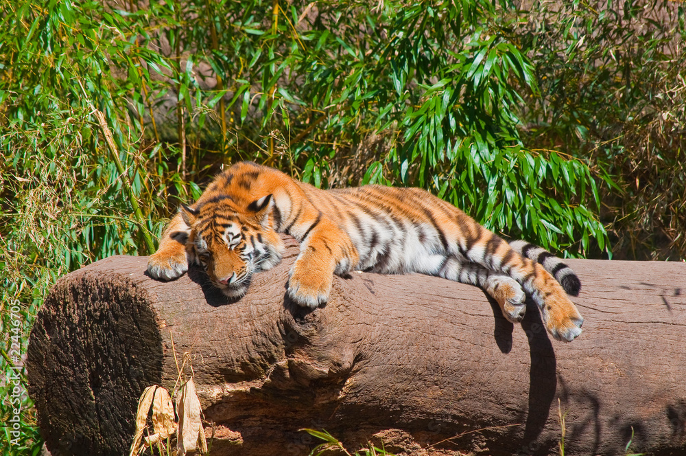 Naklejka premium Tiger