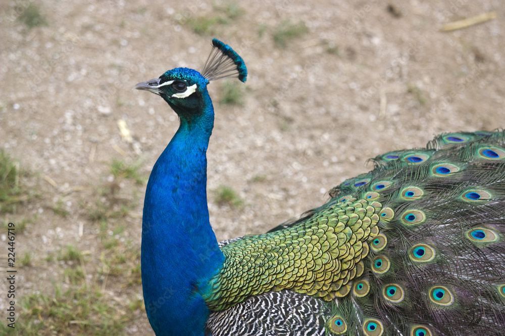 Fototapeta premium peacock