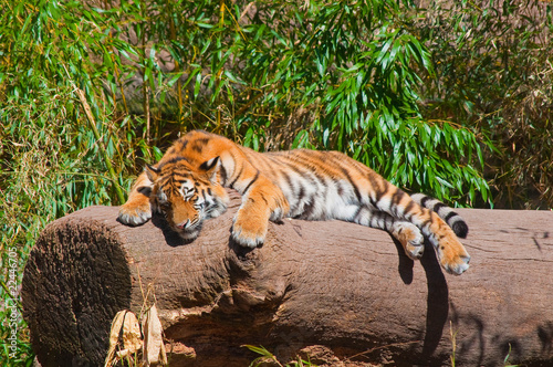Konstfotografi Tiger