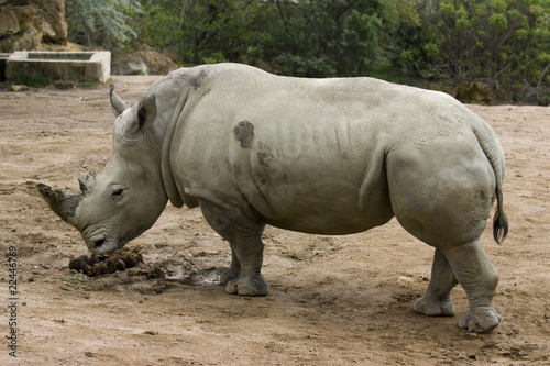 rhinoceros © sabino.parente