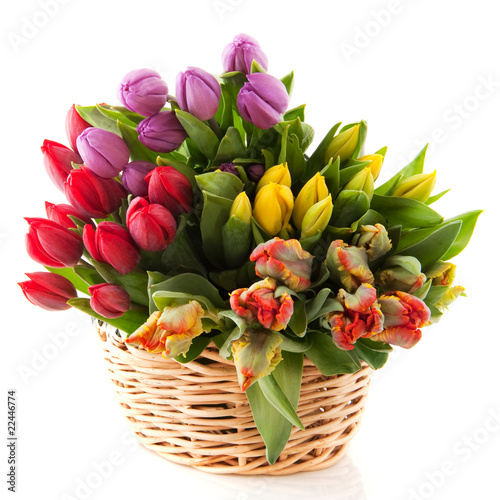 Basket tulips #22446774