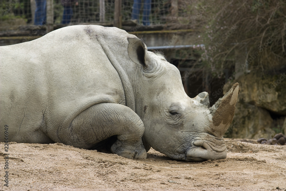 Obraz premium rhinoceros