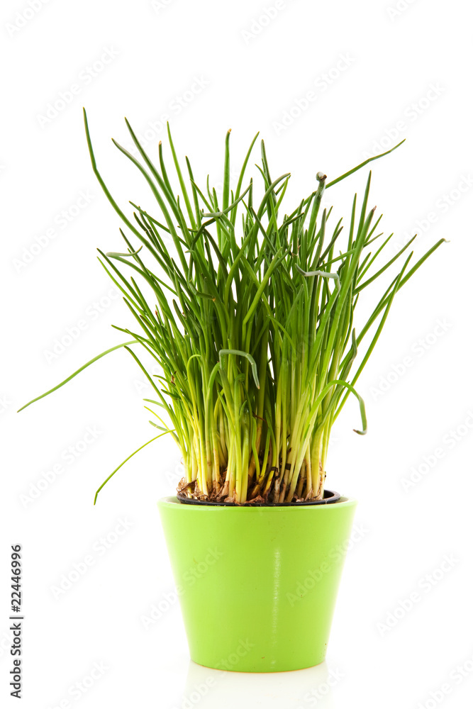 Fresh chives Fresh chives