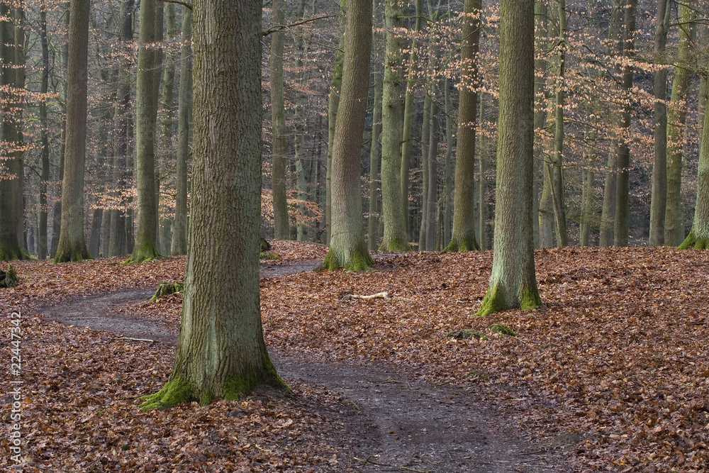 Fototapeta premium Ein Weg durch einen Buchenwald