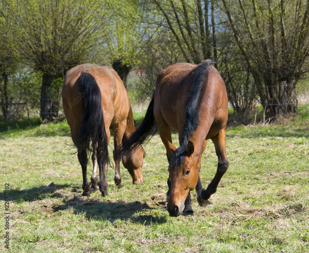 Obraz premium english horse race