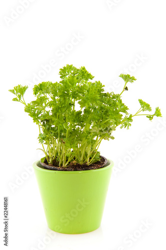 Parsley in green flower pot