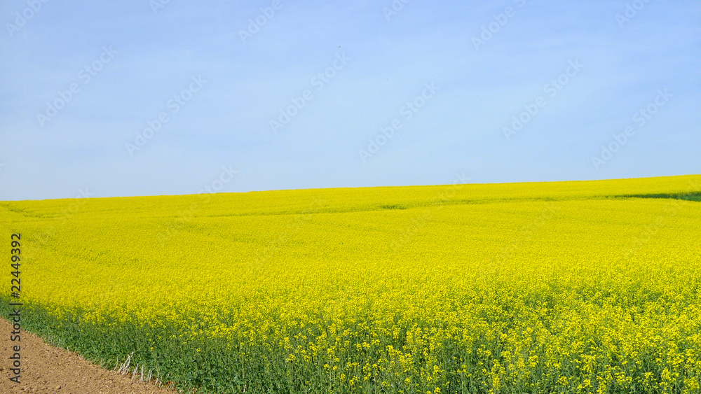 Rapsfeld Rapsfeld