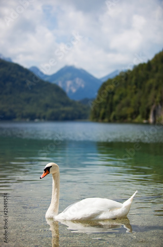 Alps lake with swan