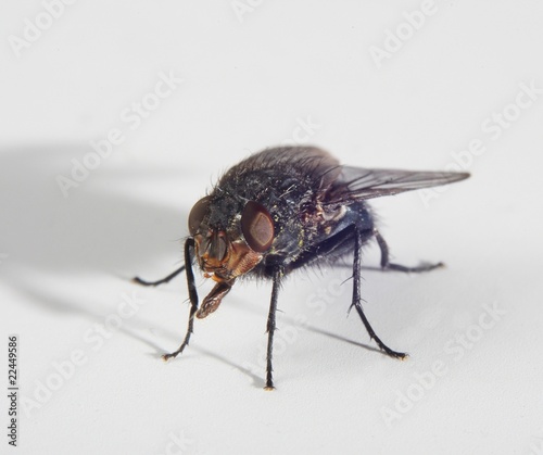 bluebottle fly