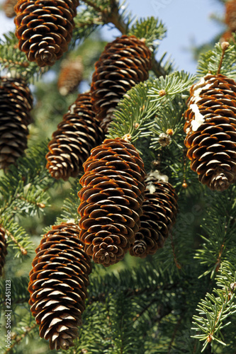 Big spruce cones on the tree