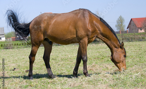 english horse race