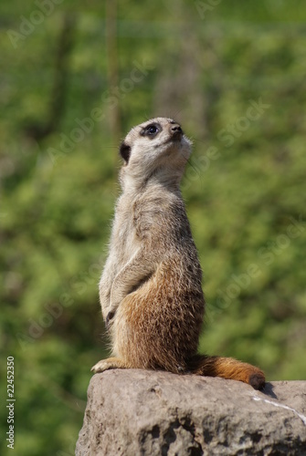 Meerkat: Lookout Patrol © Daniel Mortell