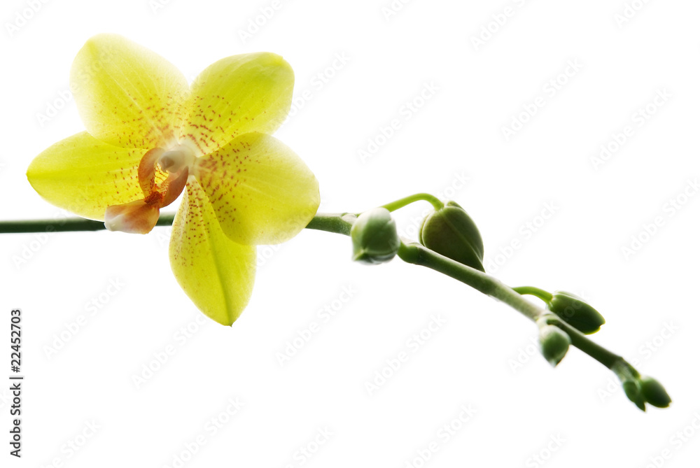 Obraz premium Fresh yellow orchids isolated on white background
