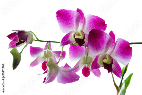 Fresh violet orchids isolated on white background