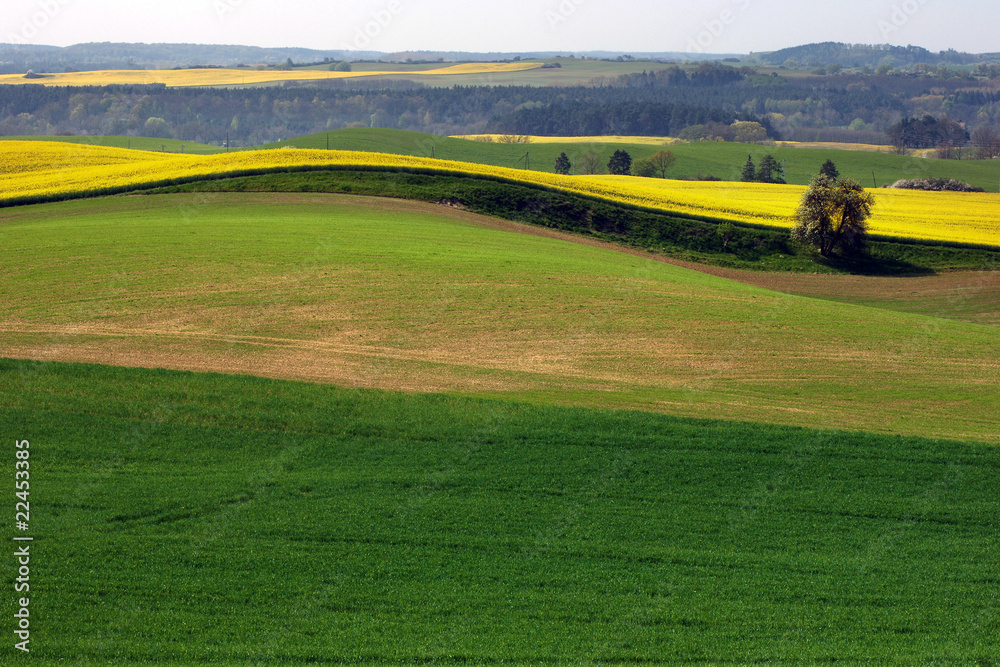 Obraz premium raps - canola