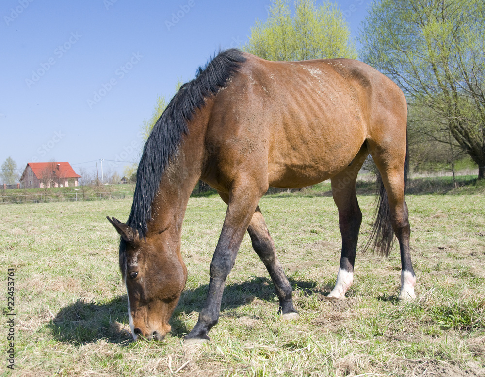 Fototapeta premium english horse race