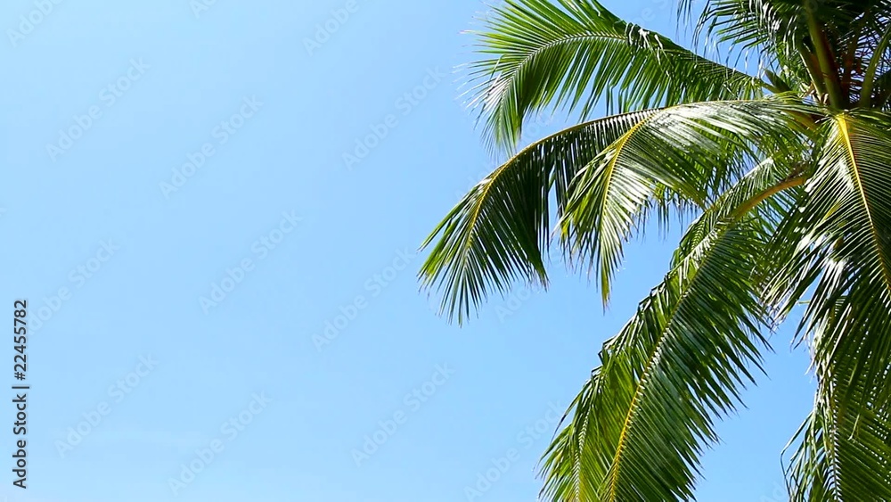 Tropical Paradise at Maldives with palm and blue sky Tropical Paradise at Maldives with palm and blue sky