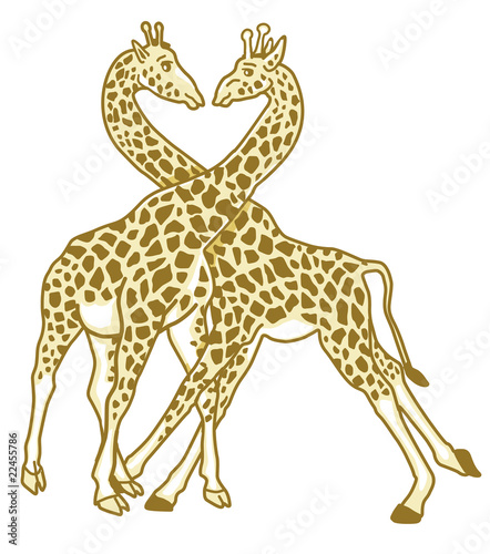 2 Giraffen