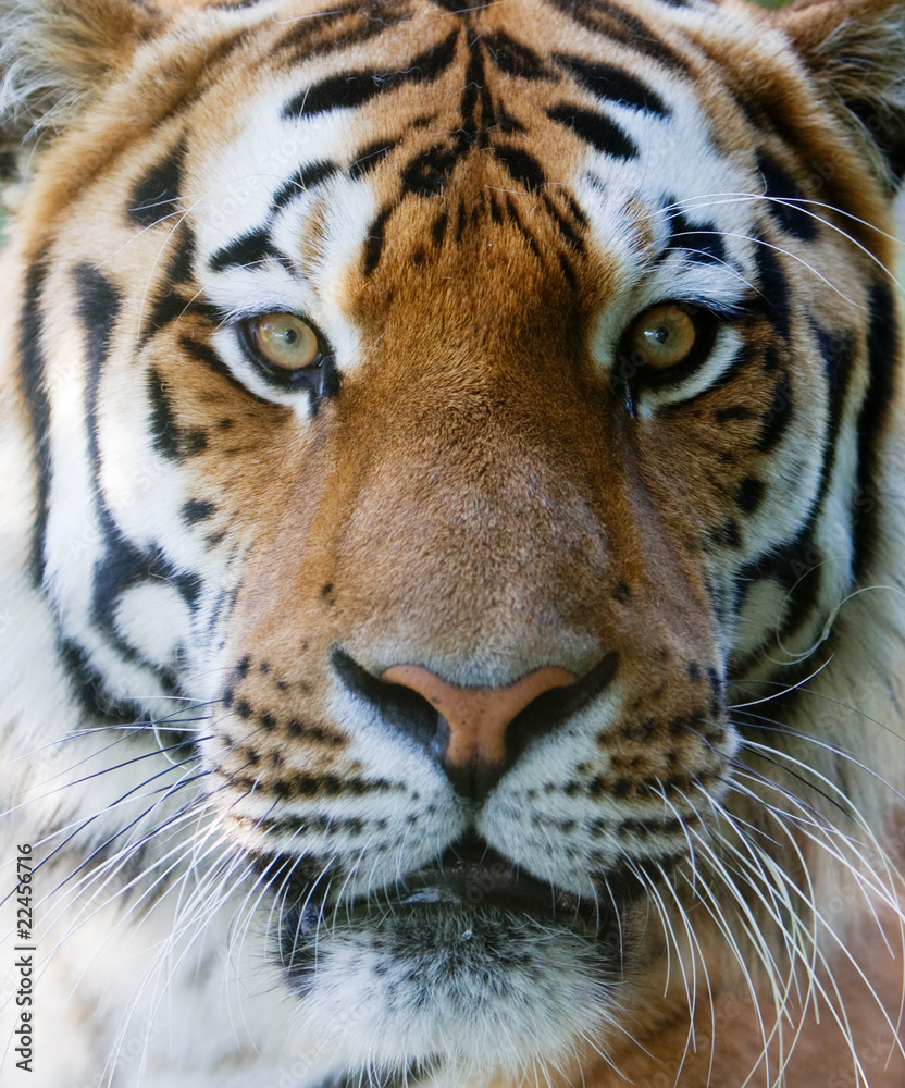 Obraz premium Wild tiger face