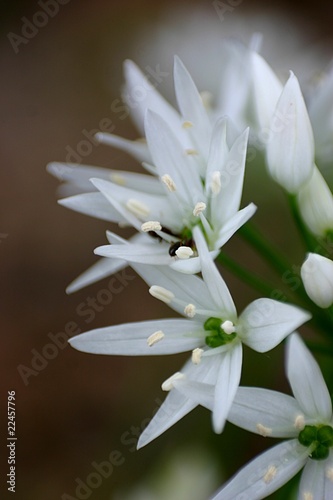 Bärlauch (Allium ursinum) Blüten