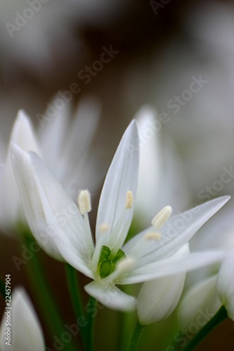 Fototapeta Naklejka Na Ścianę i Meble -  Bärlauch (Allium ursinum) Blüte