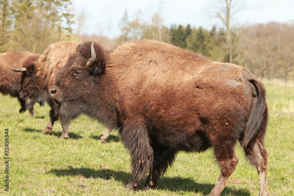 Bison