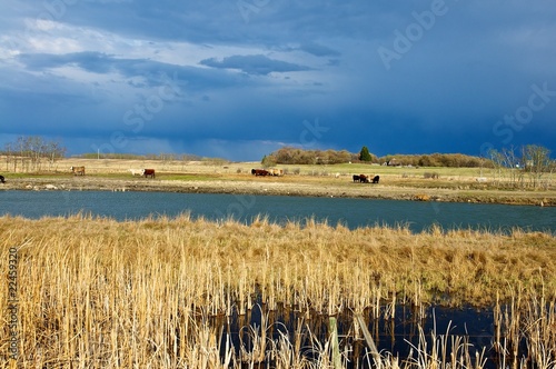 Summer Storm