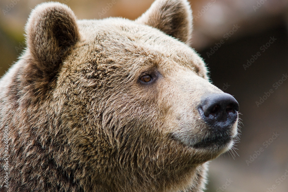 Portrait of a bear