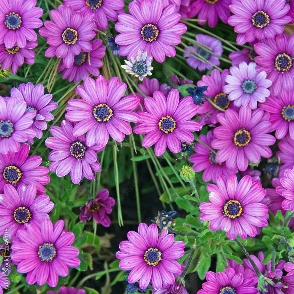 Array of Purple Daisies Array of Purple Daisies