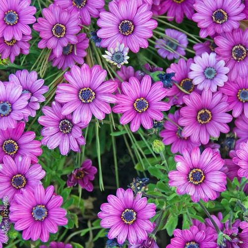 Array of Purple Daisies