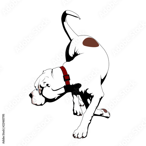 American bulldog