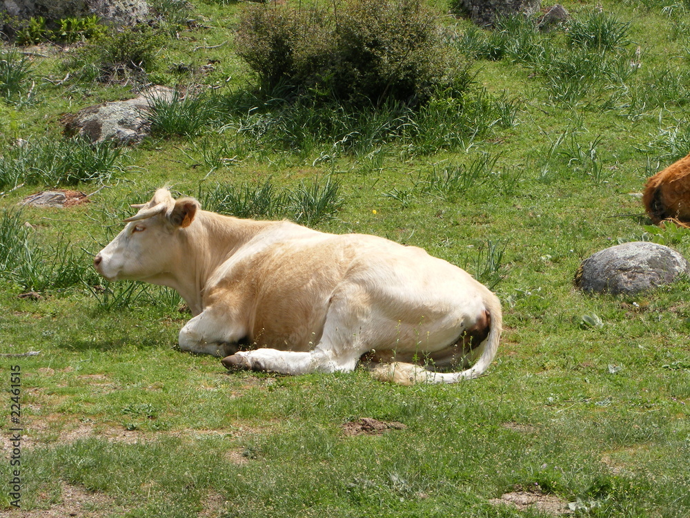 vaca vaca