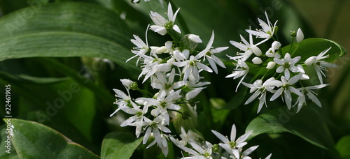 ail des ours,Allium ursinum, ail ,ours,Allium ,ursinum photo