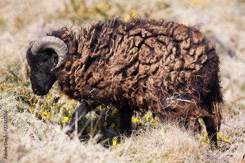 Slika na platnu mouton noir bretagne lande espèce rare protégé